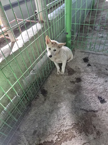 믹스견 · 00107, 가족을 기다리는 강아지