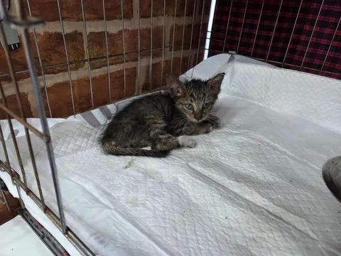 한국 고양이 · 00566, 가족을 기다리는 고양이