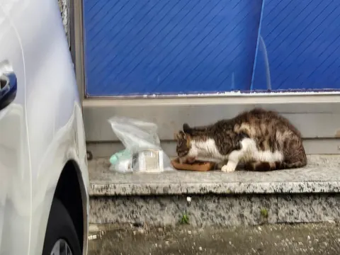 한국 고양이 · 00132, 가족을 기다리는 고양이