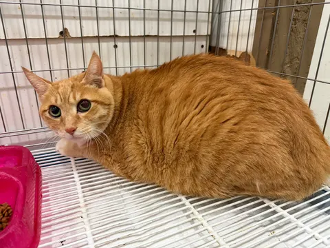 한국 고양이 · 00084, 가족을 기다리는 고양이