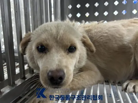 믹스견 · 00662, 가족을 기다리는 강아지