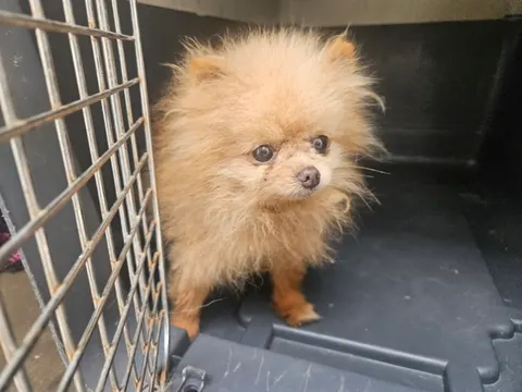 포메라니안 · 00155, 가족을 기다리는 강아지