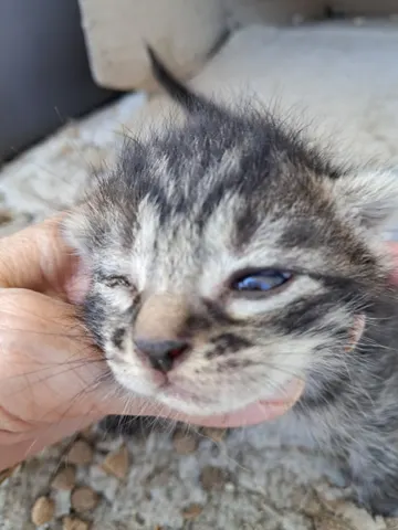 한국 고양이 · 00273, 가족을 기다리는 고양이
