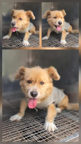 믹스견 · 00277, 가족을 기다리는 강아지