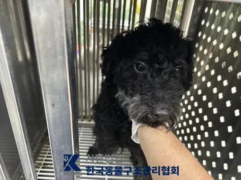 믹스견 · 00136, 가족을 기다리는 강아지