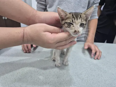 믹스묘 · 00499, 가족을 기다리는 고양이