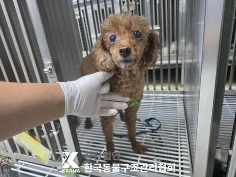 푸들 · 00190, 가족을 기다리는 강아지