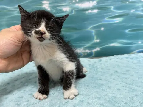 한국 고양이 · 00070, 가족을 기다리는 고양이