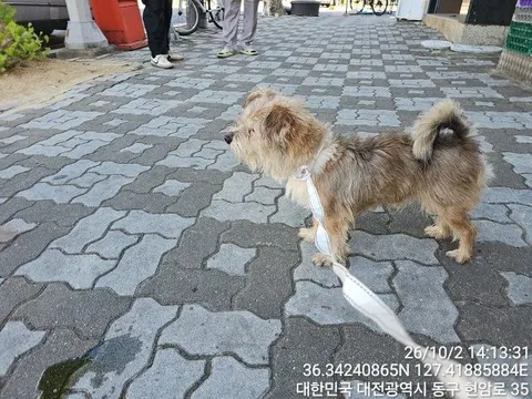 믹스견 · 00174, 가족을 기다리는 강아지