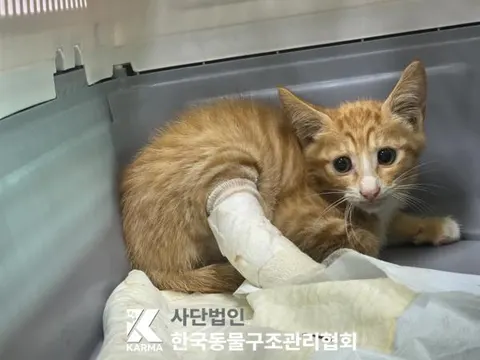한국 고양이 · 00607, 가족을 기다리는 고양이