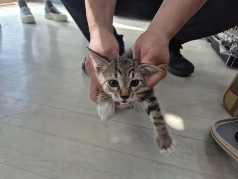 믹스묘 · 00508, 가족을 기다리는 고양이