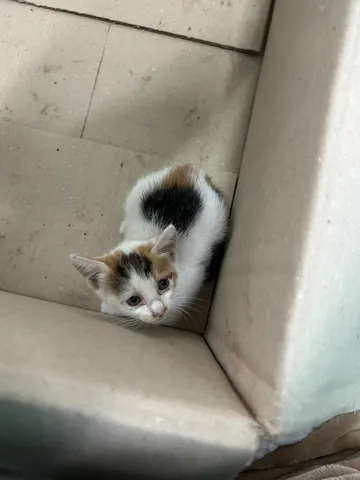 한국 고양이 · 01079, 가족을 기다리는 고양이
