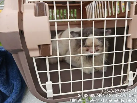 페르시안 · 00221, 가족을 기다리는 고양이