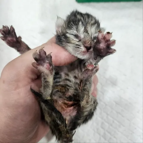 한국 고양이 · 00227, 가족을 기다리는 고양이