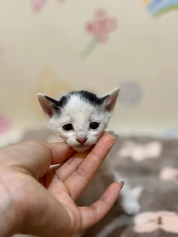 한국 고양이 · 00267, 가족을 기다리는 고양이