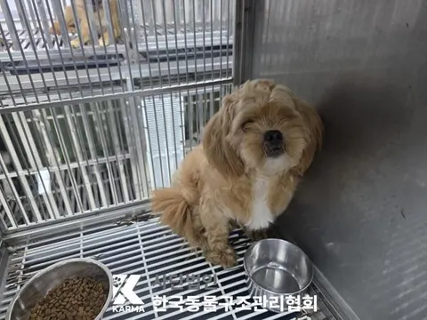 믹스견 · 00118, 가족을 기다리는 강아지