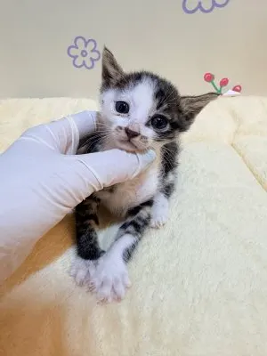 믹스묘 · 00208, 가족을 기다리는 고양이