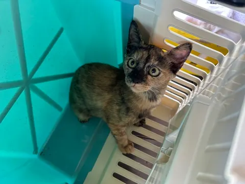 한국 고양이 · 01189, 가족을 기다리는 고양이