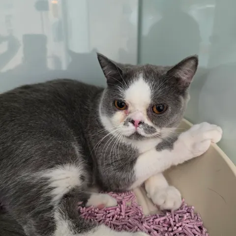 기타 · 00368, 가족을 기다리는 고양이