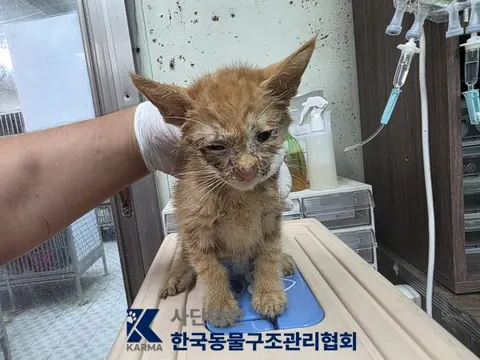 한국 고양이 · 00183, 가족을 기다리는 고양이