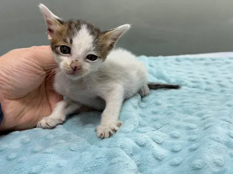 한국 고양이 · 00067, 가족을 기다리는 고양이