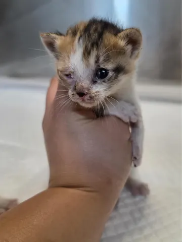 한국 고양이 · 00553, 가족을 기다리는 고양이