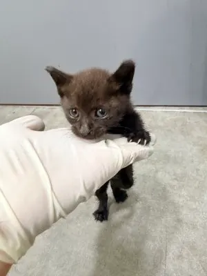 믹스묘 · 00190, 가족을 기다리는 고양이