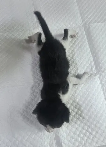 한국 고양이 · 00427, 가족을 기다리는 고양이