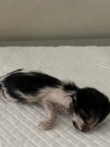 한국 고양이 · 00115, 가족을 기다리는 고양이
