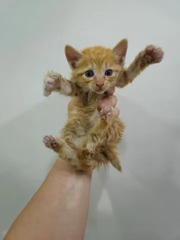 한국 고양이 · 00521, 가족을 기다리는 고양이