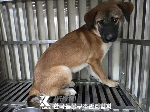 믹스견 · 00634, 가족을 기다리는 강아지