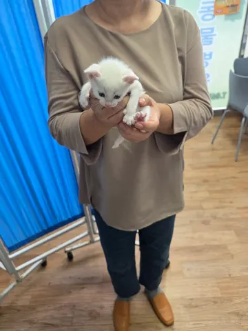 믹스묘 · 00505, 가족을 기다리는 고양이