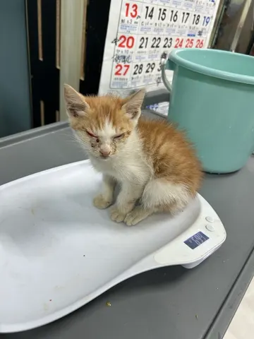 한국 고양이 · 01202, 가족을 기다리는 고양이