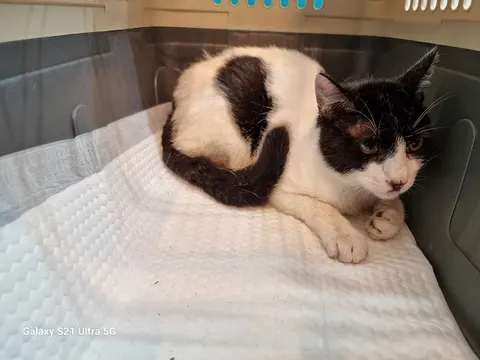 한국 고양이 · 00250, 가족을 기다리는 고양이