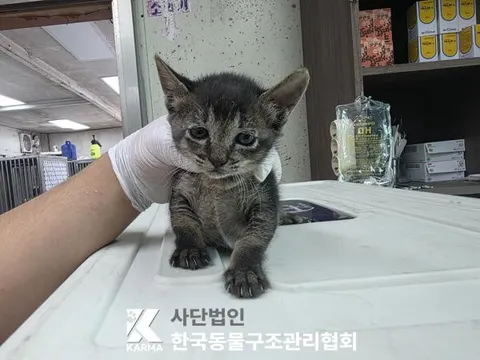 한국 고양이 · 00106, 가족을 기다리는 고양이