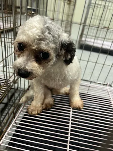 푸들 · 00326, 가족을 기다리는 강아지
