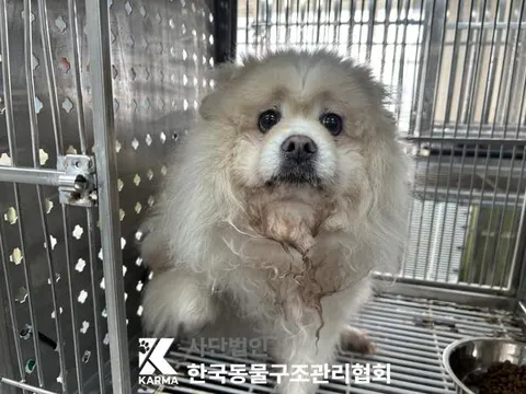 믹스견 · 00667, 가족을 기다리는 강아지