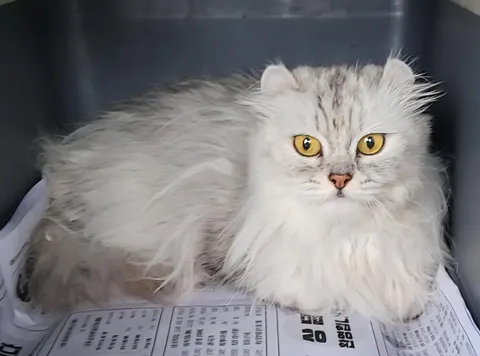 페르시안 · 00093, 가족을 기다리는 고양이