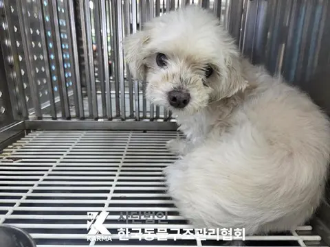 믹스견 · 00119, 가족을 기다리는 강아지