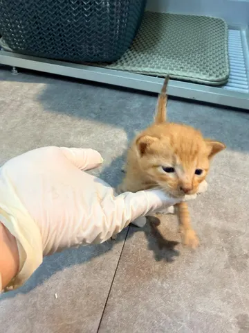 한국 고양이 · 00237, 가족을 기다리는 고양이