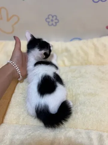 믹스묘 · 00263, 가족을 기다리는 고양이