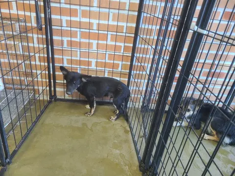 믹스견 · 00269, 가족을 기다리는 강아지