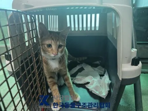 한국 고양이 · 00172, 가족을 기다리는 고양이