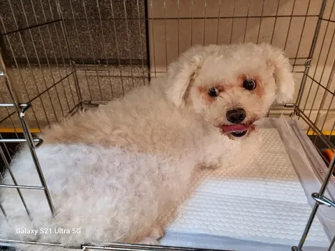비숑 프리제 · 00244, 가족을 기다리는 강아지