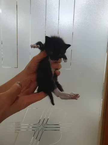 한국 고양이 · 00446, 가족을 기다리는 고양이