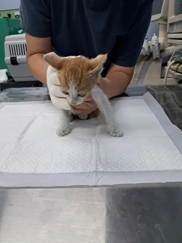한국 고양이 · 00346, 가족을 기다리는 고양이