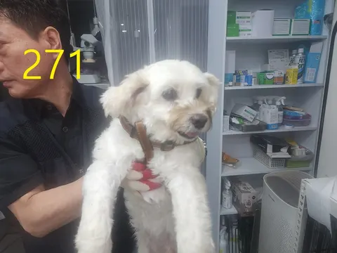 말티즈 · 00275, 가족을 기다리는 강아지