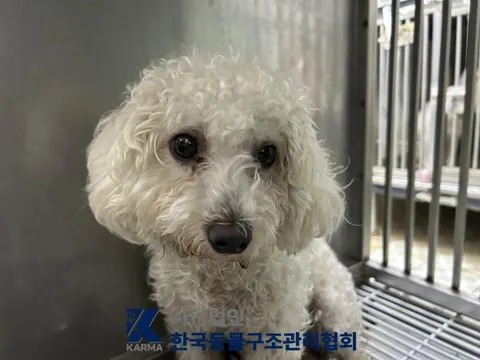 푸들 · 00090, 가족을 기다리는 강아지