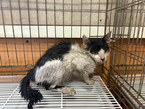 한국 고양이 · 00167, 가족을 기다리는 고양이