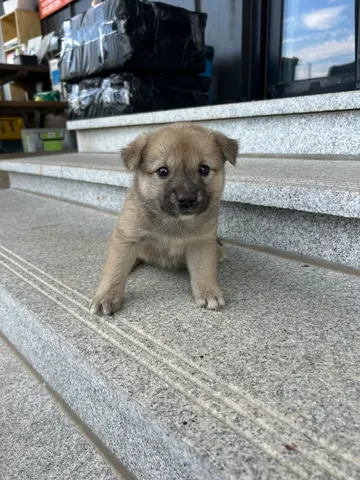 믹스견 · 01138, 가족을 기다리는 강아지